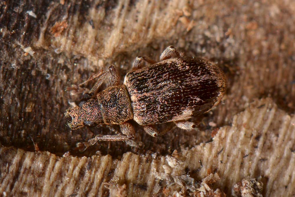 Polydrusus sparsus, Curculionidae